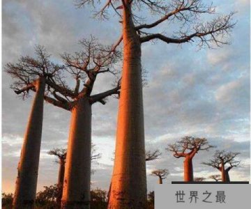 ​世界上寿命最长的树猴面包树：最高树龄达5500年