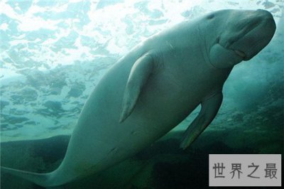 ​世界上动作最慢的动物，海马每分钟移动0.024米