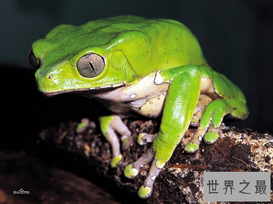 世界上十大最危险动物，原来最危险的生物就在我们身边！