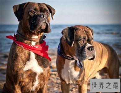 ​世界上十大最危险的狗，最危险的狗——比特犬