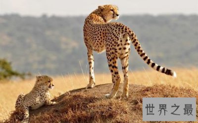 ​世界上10种最危险的狩猎动物，对人类威胁最大的是它！