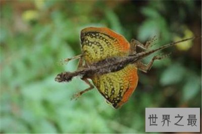 ​世界上会飞的蜥蜴排行榜，世界上竟然会有会飞的蜥蜴