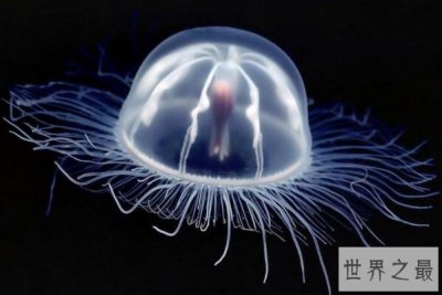 ​世界10大动物毒王排行榜 澳大利亚分布最多 第一最飘逸