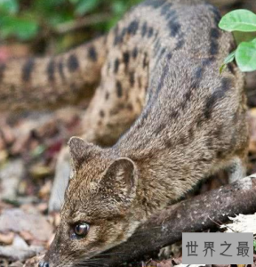 ​世界上交配时间最长的动物，这才是真正得猛男！