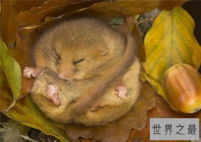 ​世界上冬眠时间最长的动物，睡鼠冬眠9个月经常被饿死！