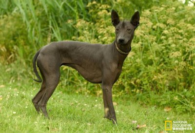 ​你知道墨西哥无毛犬么？3500多年前，它可是人们生活里的重要成员