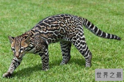 ​世界10大最凶悍喵星人 豹猫上榜，第九也被称为“黄虎”