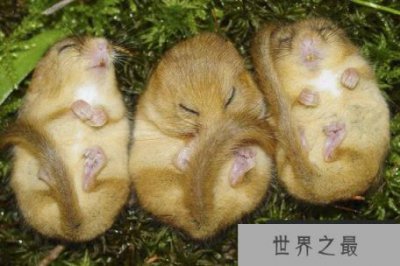 ​世界上冬眠时间最长的动物，睡鼠冬眠达9个月