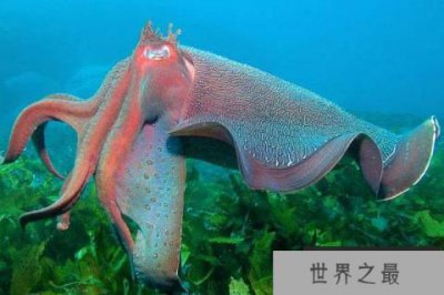 ​世界上体型最大的巨乌贼，伞膜乌贼体长达1米
