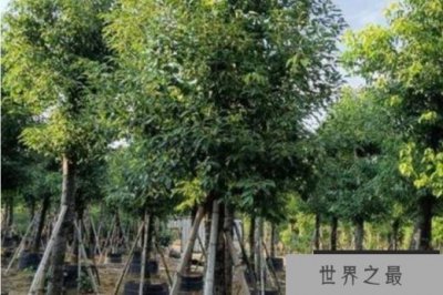 ​世界上十大吉祥树 银杏著名的长寿树(生长速度慢)