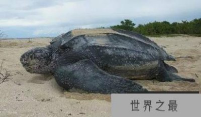 ​世界上体型最大的海龟，棱皮龟体长可达3米