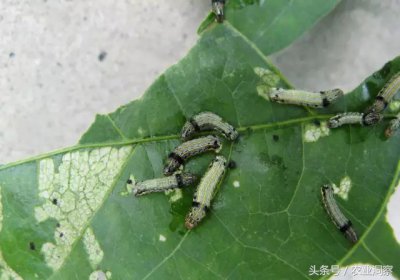 ​哪些是益虫呢（9张图教你认识田间益虫，一半人把它们当作了害虫！）