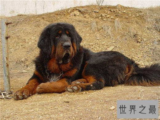世界上最凶猛的狗排名，比特犬三分钟咬死200斤高加索