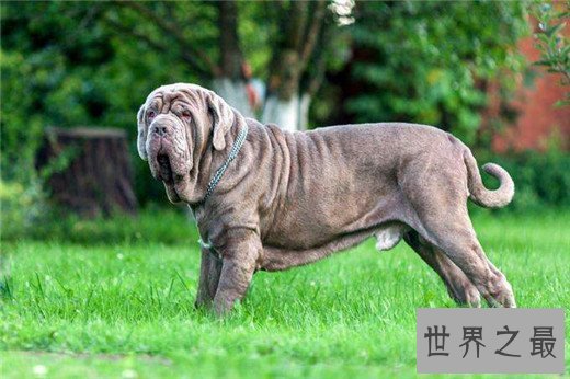 世界上最凶猛的狗排名，比特犬三分钟咬死200斤高加索
