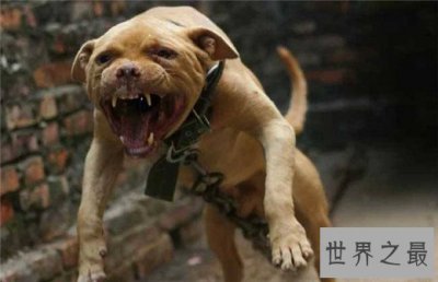 ​世界上最凶猛的狗排名，比特犬三分钟咬死200斤高加索