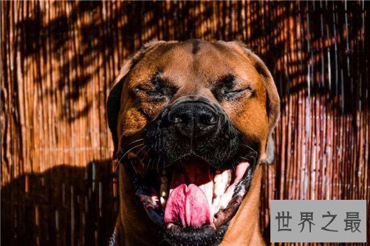 世界上最凶猛的狗排名，比特犬三分钟咬死200斤高加索