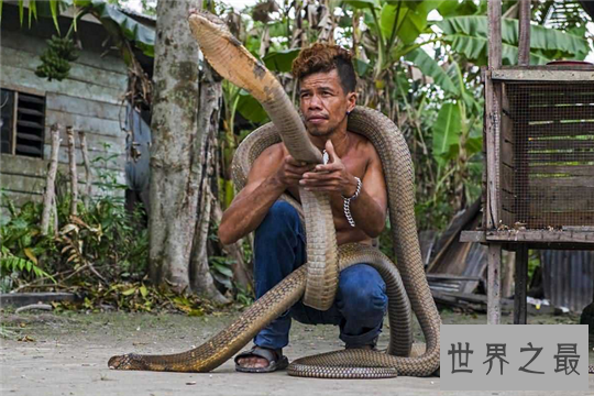 世界上最大的蛇，纳布恐怖巨蛇长达30米