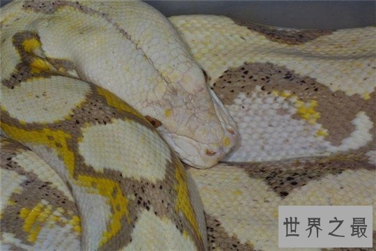 世界上最大的蛇，纳布恐怖巨蛇长达30米