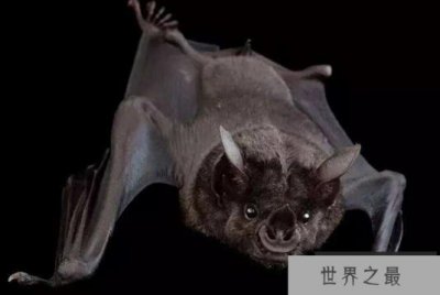 ​世界上濒临灭绝的10种动物