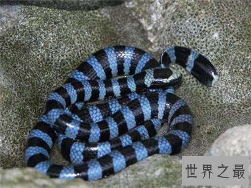 世界上最毒的蛇排名，裂颊海蛇毒性是眼镜蛇的8倍