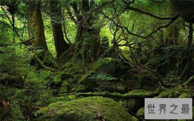 ​世界上最古老的十大原始森林，原始的自然保护区！