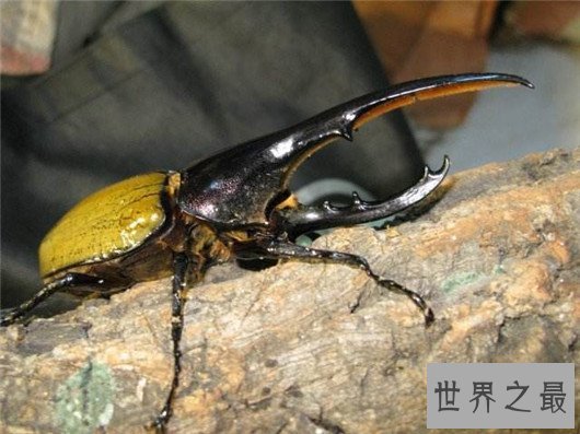 世界上最大的昆虫，竹节虫超半米排第一，泰坦甲虫仅第四