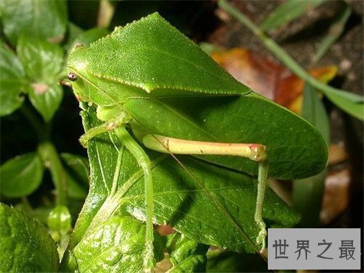 世界上最大的昆虫，竹节虫超半米排第一，泰坦甲虫仅第四