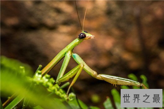世界上最大的昆虫，竹节虫超半米排第一，泰坦甲虫仅第四