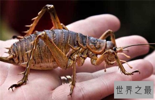 世界上最大的昆虫，竹节虫超半米排第一，泰坦甲虫仅第四