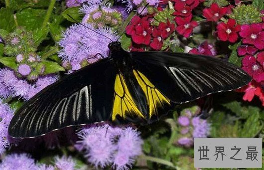 世界上最大的昆虫，竹节虫超半米排第一，泰坦甲虫仅第四
