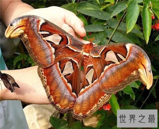 世界上最大的昆虫，竹节虫超半米排第一，泰坦甲虫仅第四