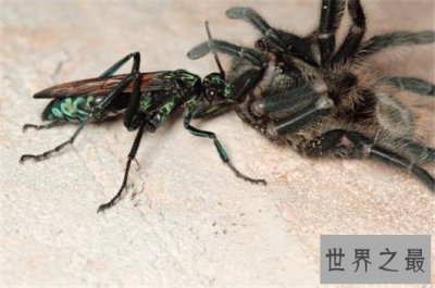 ​世界上最大的昆虫，竹节虫超半米排第一，泰坦甲虫仅第四
