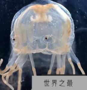 ​世界最毒的动物前十名，有可能一碰就毙命