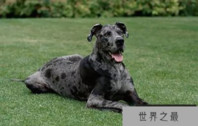 ​世界跑的最快的狗排名
