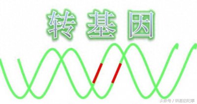 ​转基因和杂交到底有什么区别？