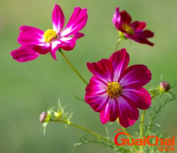 ​格桑花是什么植物？格桑花有什么作用与价值？
