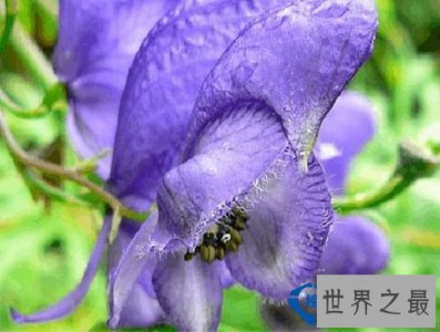 ​世界上最奇特的植物，长得像裸男的花会吸血的树
