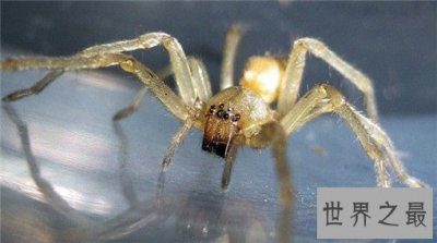 ​世界十大剧毒蜘蛛，巴西漫游蜘蛛竟可治疗男性阳痿