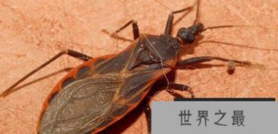 ​世界上最毒的十大昆虫排行榜