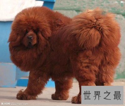 世界上最贵的狗，贵到普通人无法想象！