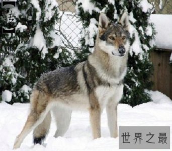 ​世界上最贵的狗，贵到普通人无法想象！