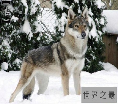 世界上最贵的狗，贵到普通人无法想象！