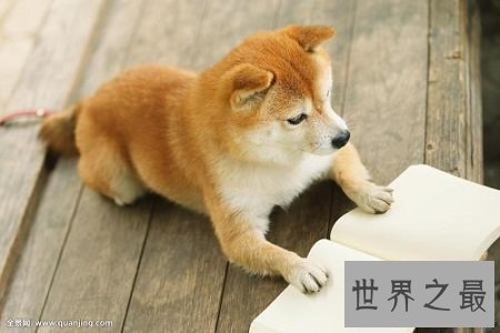 世界上最贵的狗，贵到普通人无法想象！