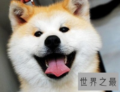 世界上最贵的狗，贵到普通人无法想象！