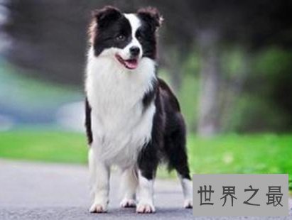 世界上最贵的狗，贵到普通人无法想象！