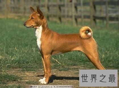 世界上最贵的狗，贵到普通人无法想象！