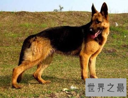 世界上最贵的狗，贵到普通人无法想象！