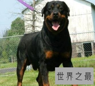 世界上最贵的狗，贵到普通人无法想象！