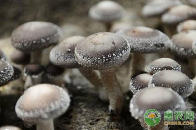 ​香菇怎么种植方法，手把手教您种植香菇！