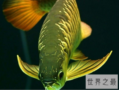 ​金龙鱼价格大揭秘，贵价金龙鱼怎么饲养呢？